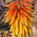 The Aloe Festival of 2025